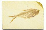 Detailed Fossil Fish (Diplomystus) - Wyoming #379429-1